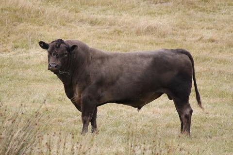 Image of a bull