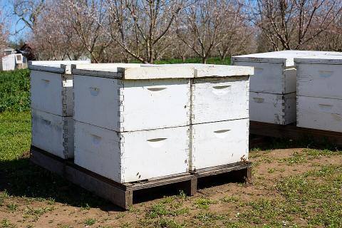 Beehives