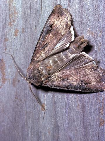 CSIRO Bogong Moth