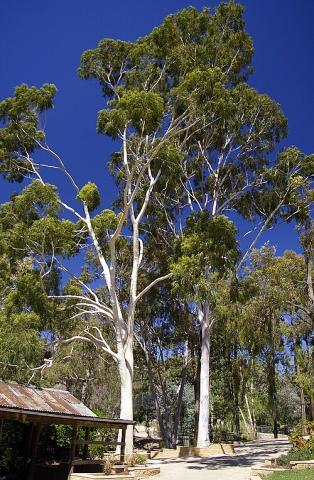 Lemon Scented Gum tree