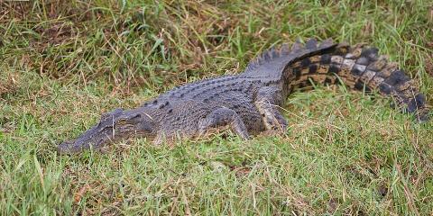 Daintree Crocodile