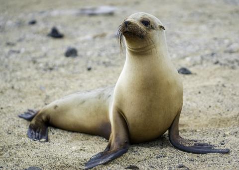 Image of sea lion