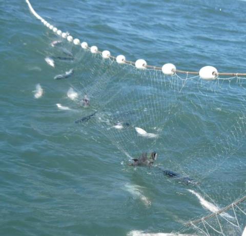 Gillnet Fishing