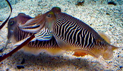 Sepia Officinalis Cuttlefish