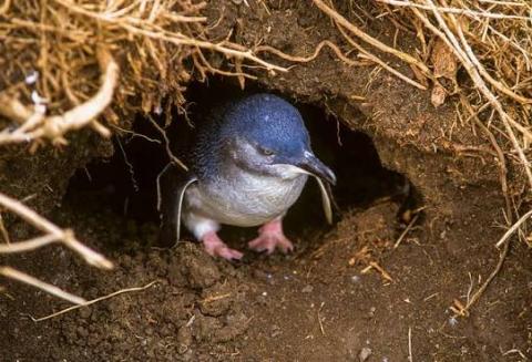 Fairy Penguin