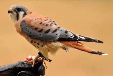 Falcon Kestral
