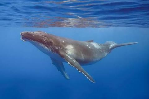 Image of a humpback whale