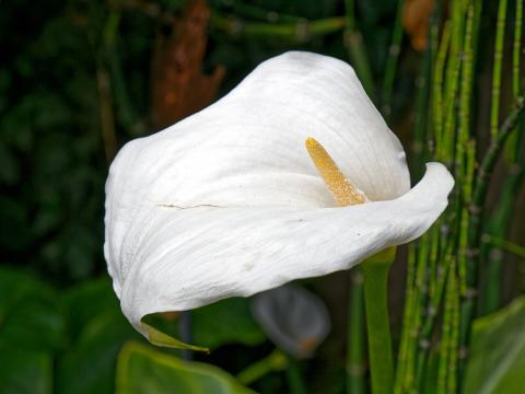 Arum lily