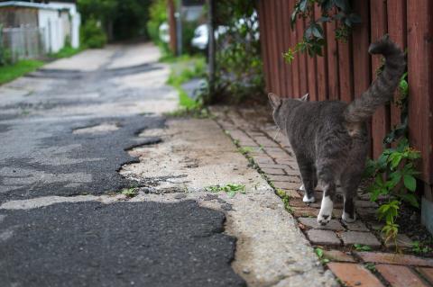 Cat Walk