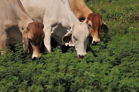Cattle grazing