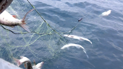 Gillnet