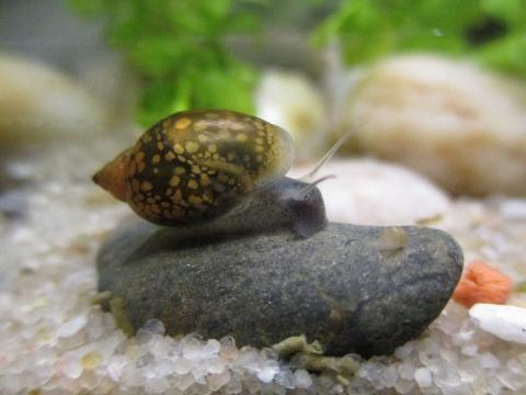 Aquatic Snail