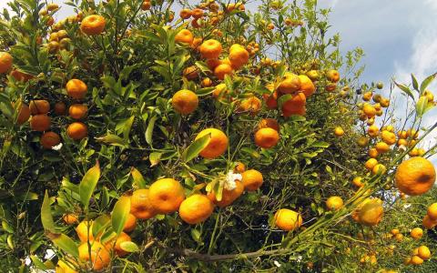 Citrus tree