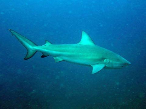 Shark Carcharhinus Leucas
