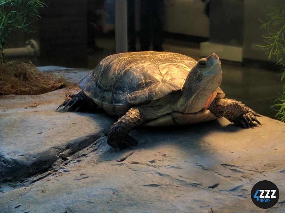 Western Pond Turtle