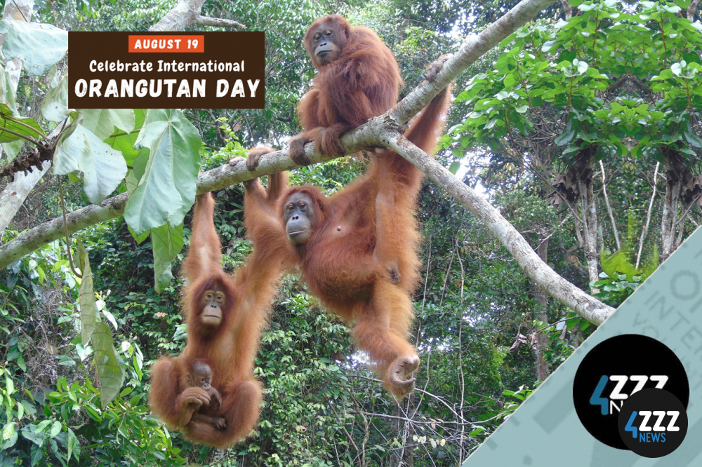 International Orangutan Day - All About Our Cousins