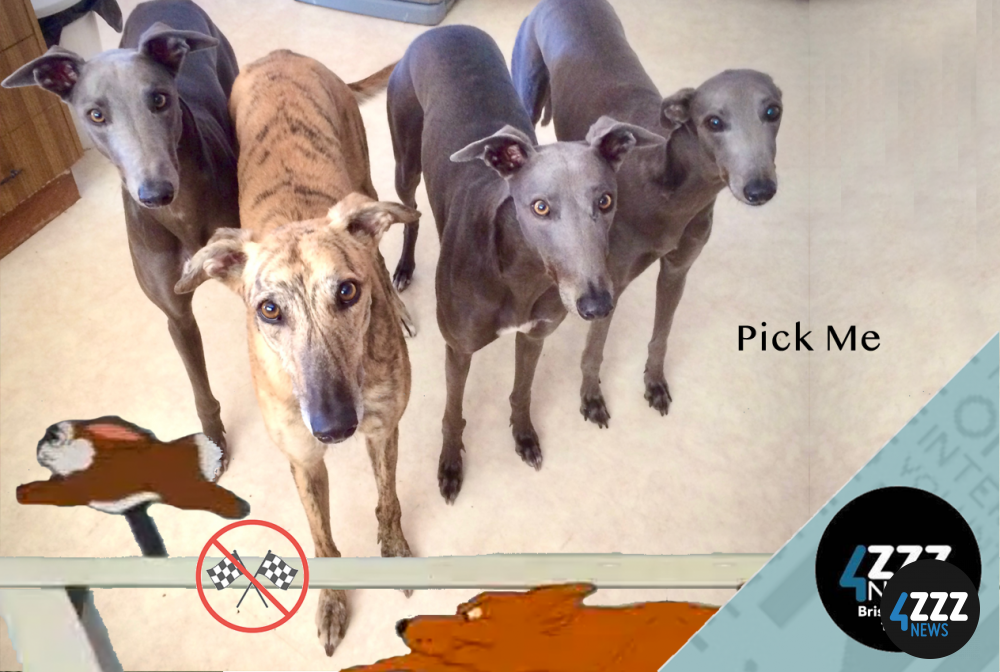 The Plight of the Greyhound The Plight of the Greyhound