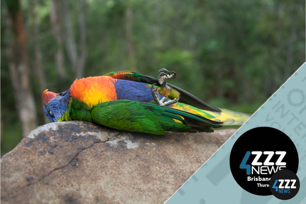 Lorikeet Paralysis Syndrome - What is it and what can you do?