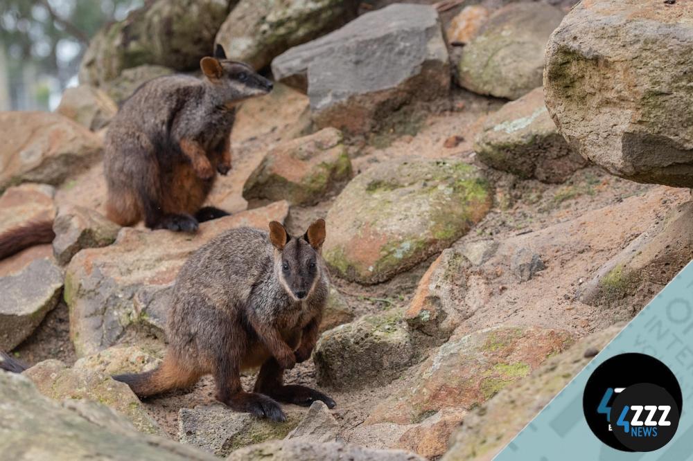 4ZZZ_BTRWallaby