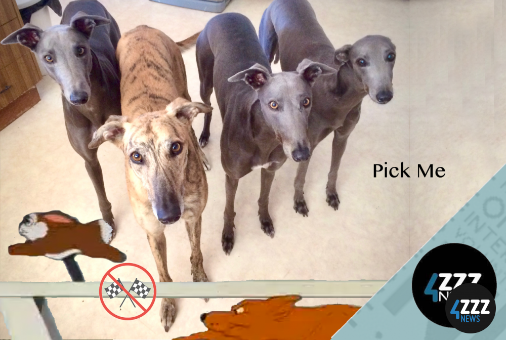 Plight of the Greyhound