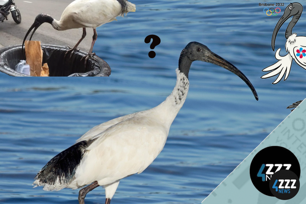 Who really is our Ibis?