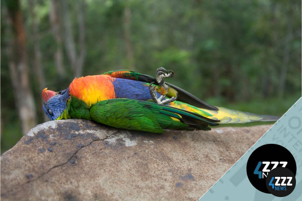 Lorikeet Paralysis Syndrome - What is it and what can you do?