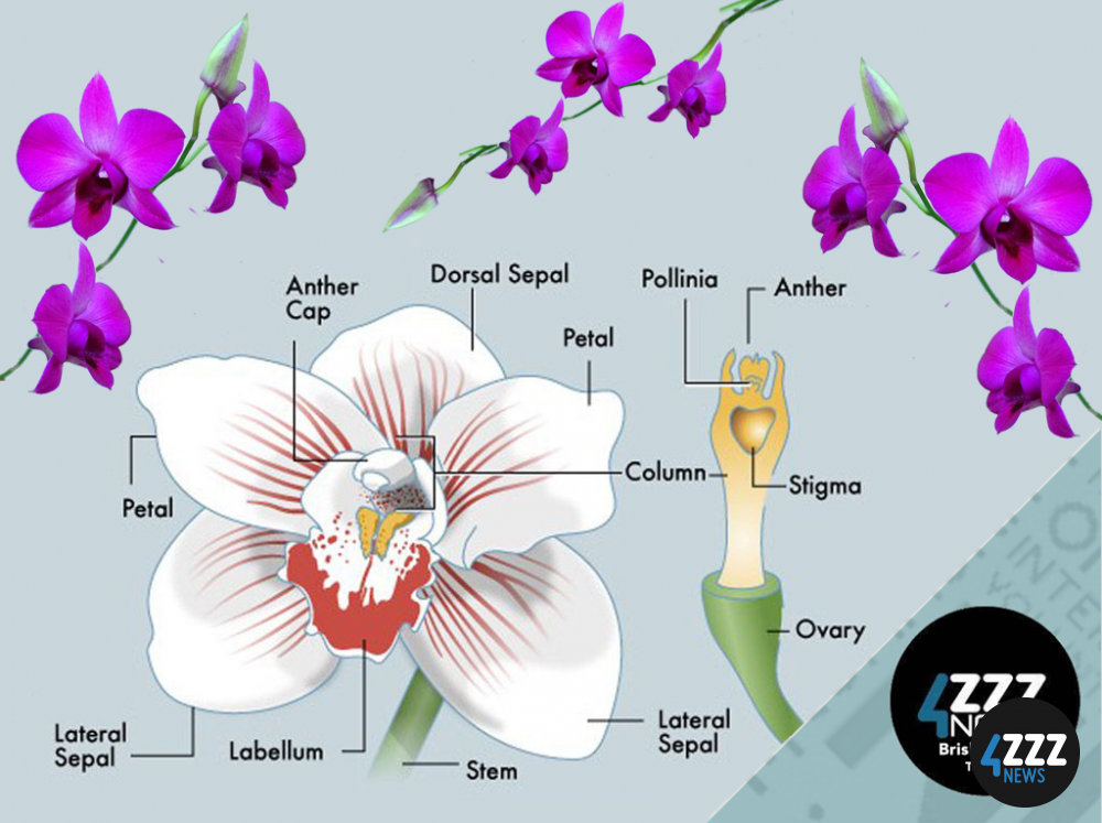 Are You Afraid to Grow Orchids Are You Afraid to Grow Orchids
