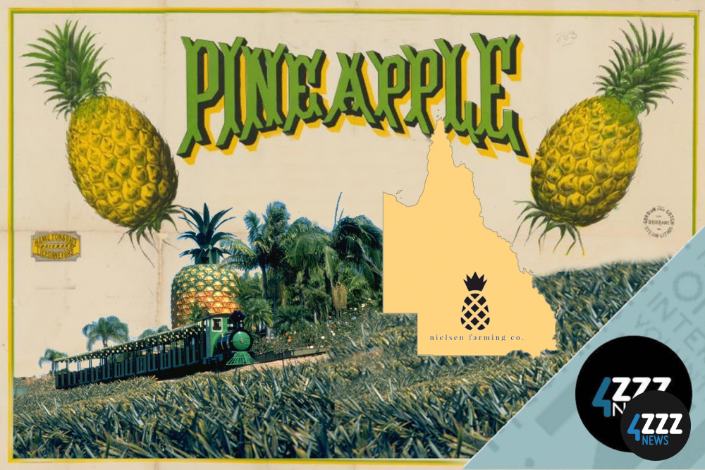 Queensland Pineapple Farmers and its History