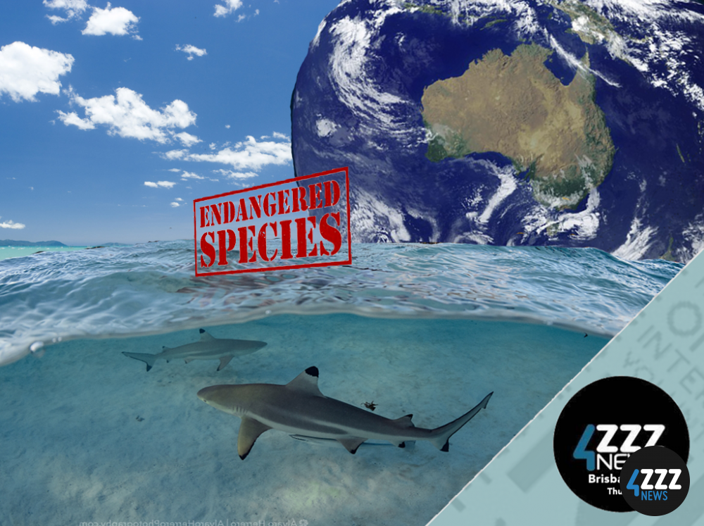 Sharks internationally under threat - Australia is a bright spot Sharks internationally under threat - Australia is a bright spot