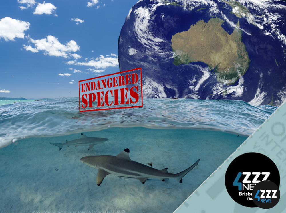 Sharks internationally under threat - Australia is a bright spot 