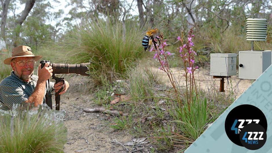 Ever tasted Native Stingless bee honey or know about them?