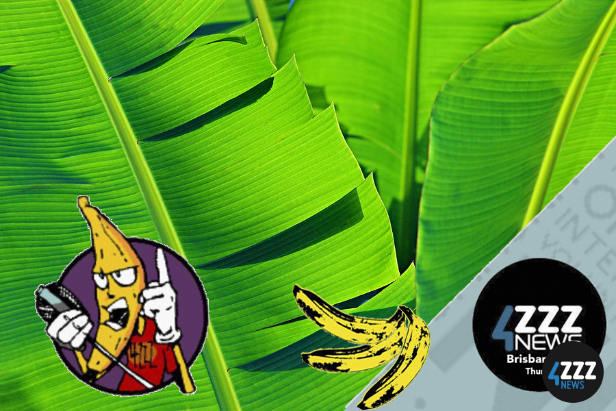 Queensland Banana Industry and backyard bananas