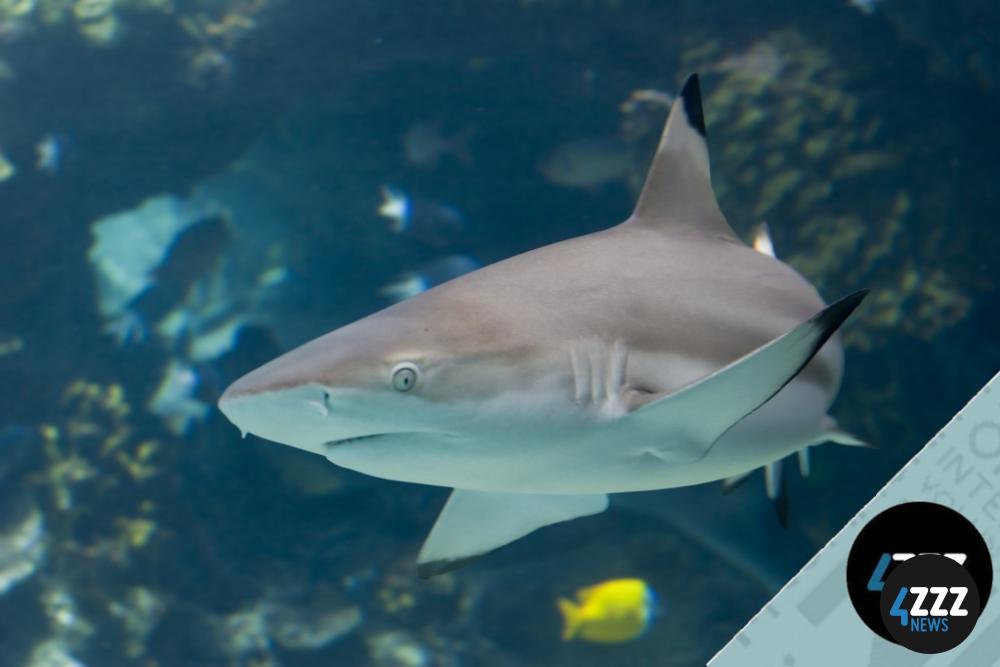 Newborn sharks swim like 'ninjas' to avoid predator attacks
