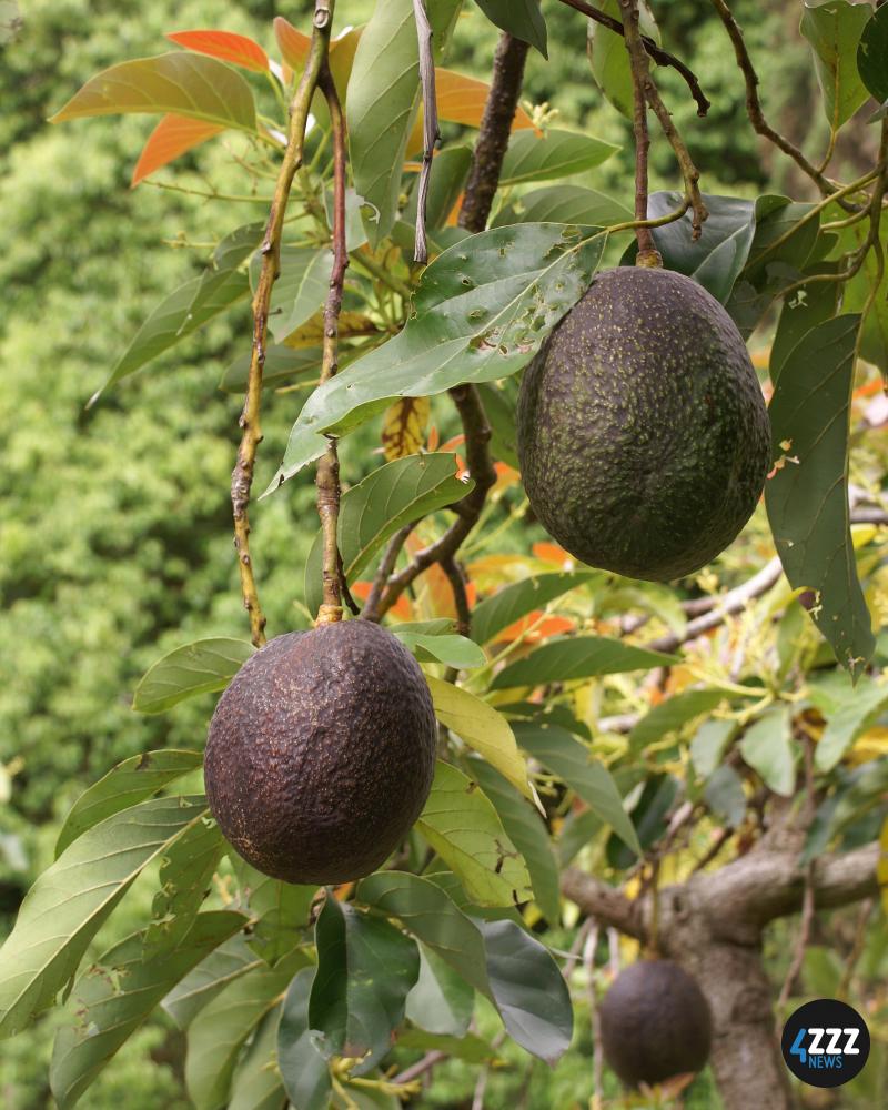 Avocado Tree Avocado