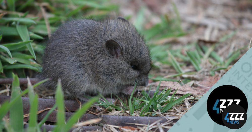 Australian Broad-Toothed Rat