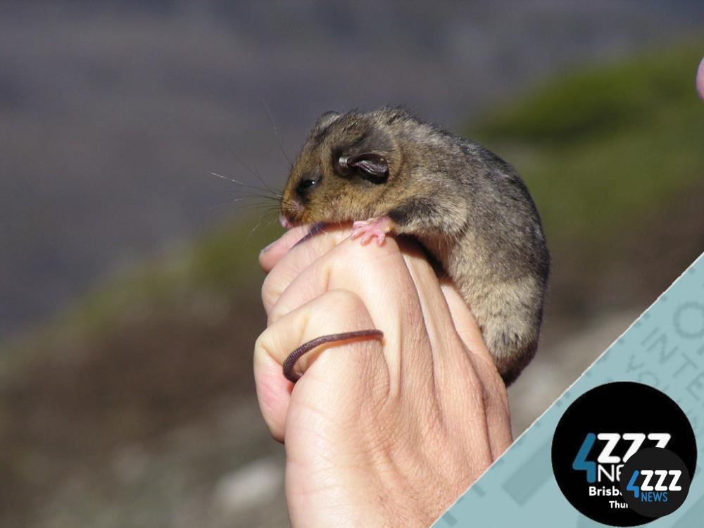 Australia's threatened species and the cost to restore them