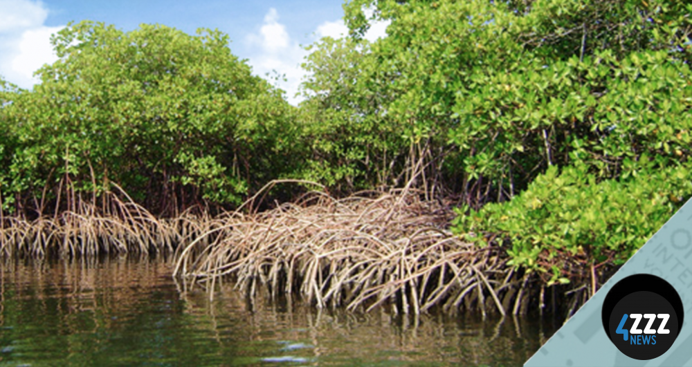 Wetland Ecosystems Economically Save Valuable Assets and Lives Share Episode fb tw tw 