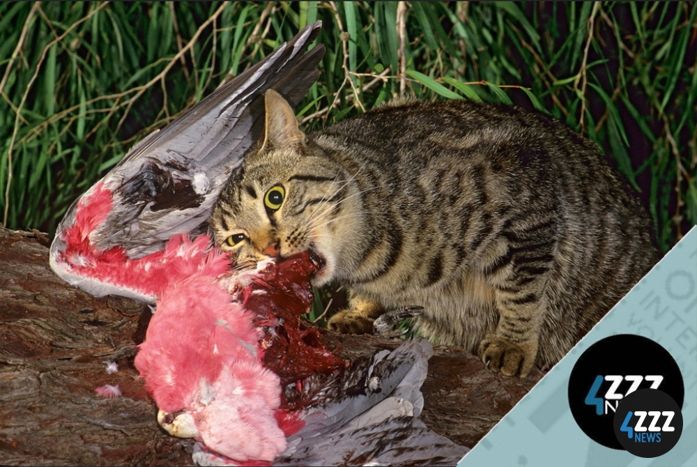 Feral cats' impact on our threatened native species