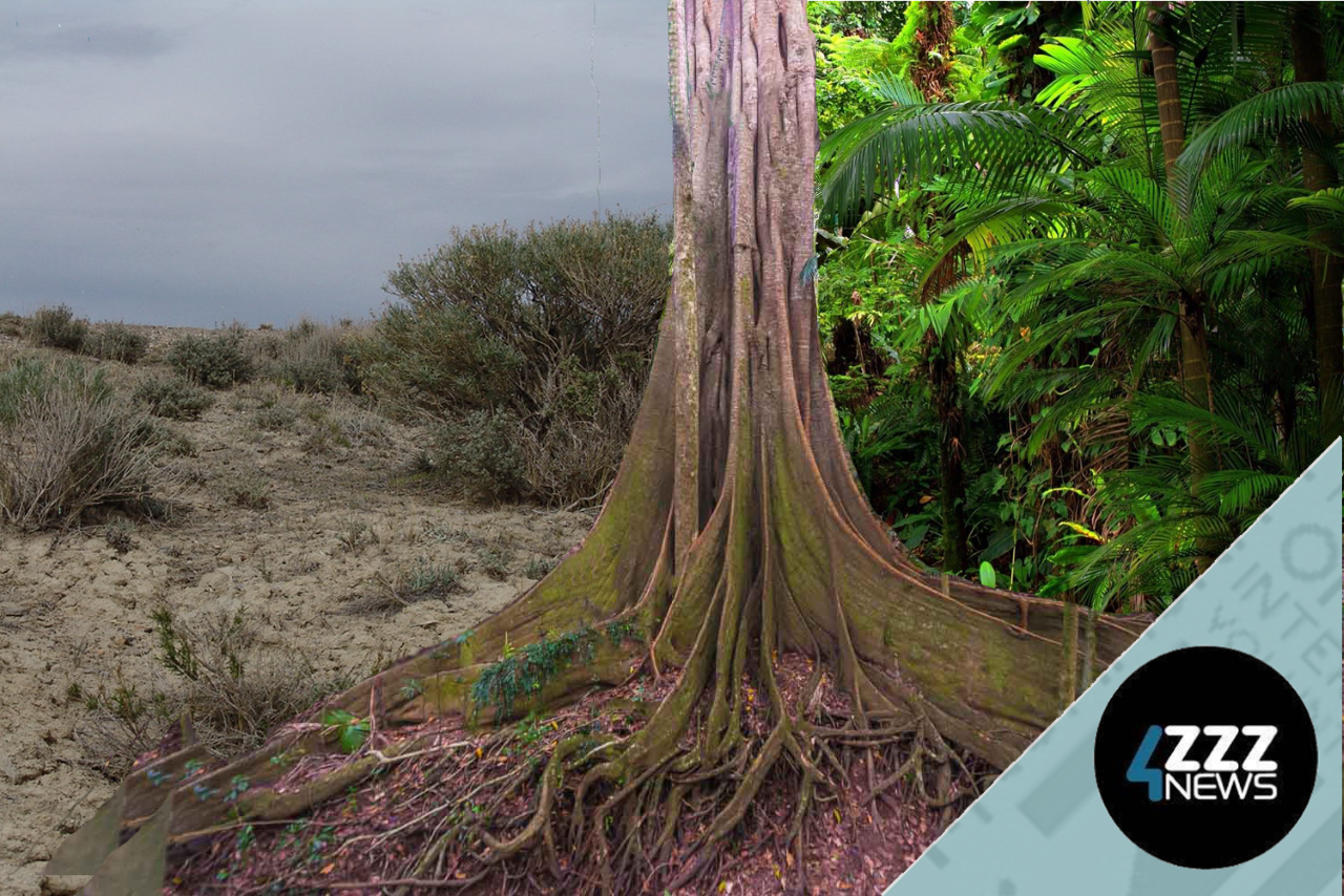 Queenslandʻs shrinking rainforests - a treasure slipping away