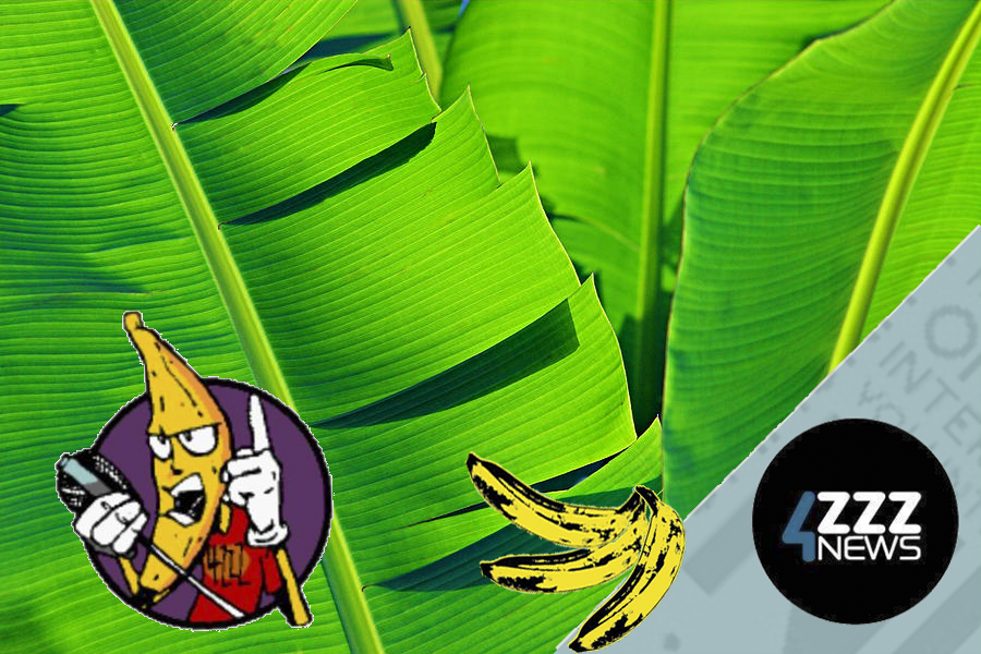 Queensland Banana Industry and backyard bananas