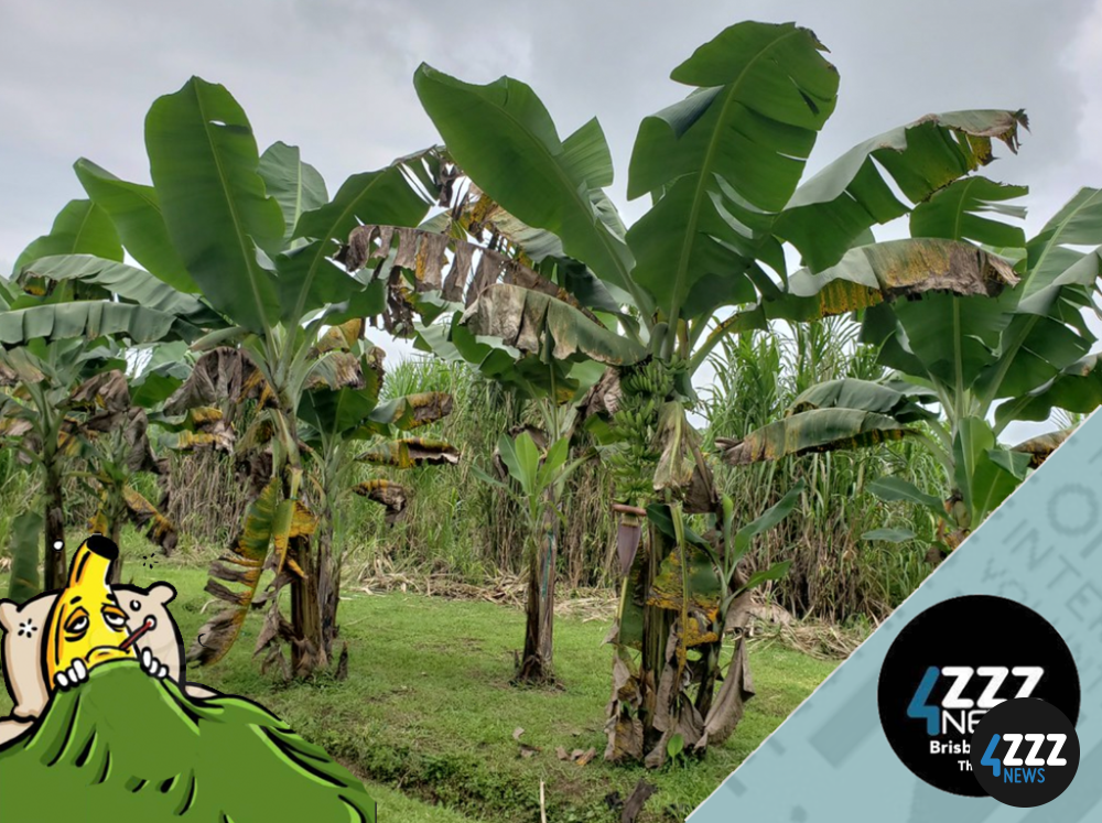 Dodging Banana Diseases and Monoculture Farming Challenges Dodging Banana Diseases and Monoculture Farming Challenges