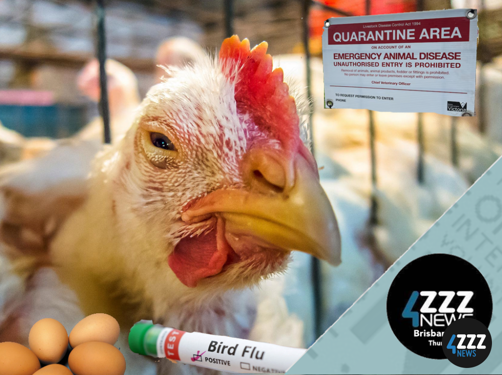 Where's our eggs and the flow-on effects of biosecurity strategies Where's our eggs and the flow-on effects of biosecurity strategies