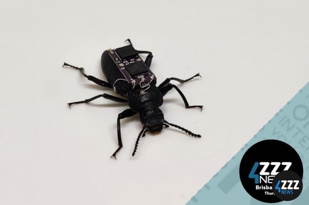 Cyborg beetles and their use in search and rescue
